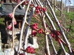 三春滝桜2010.4.9ダイジェスト Miharu waterfall cherry blossoms digest
